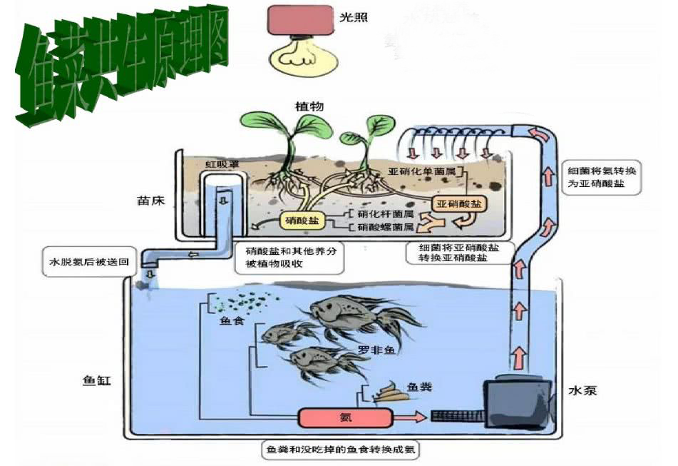 無土栽培魚菜共生系統.jpg